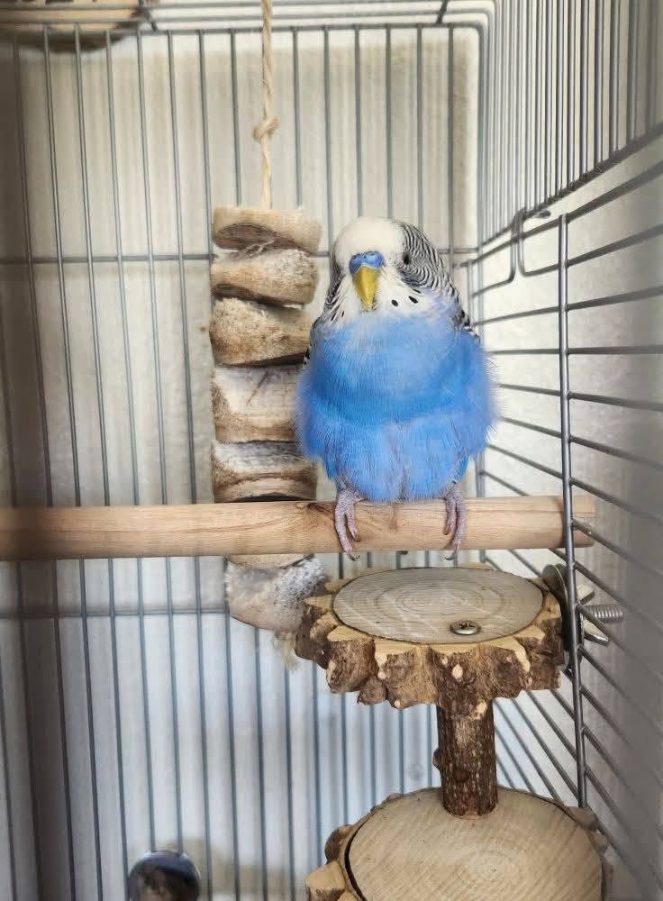 budgie illness cluster response avian vet UK