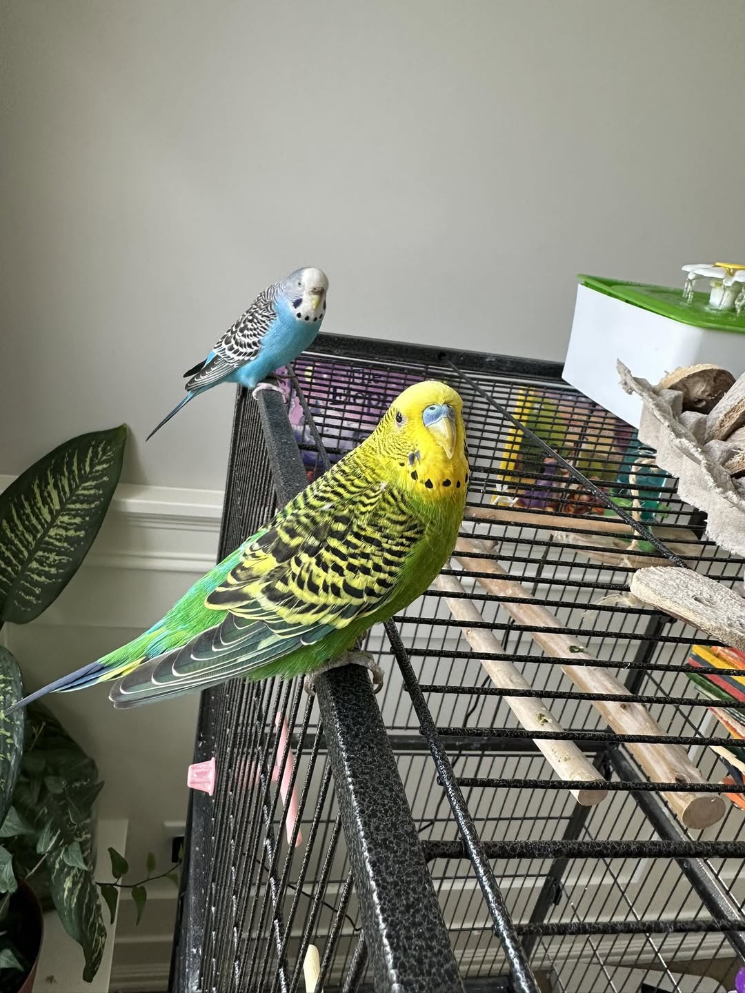 budgie lifetime cost UK owner bonded pet bird 
