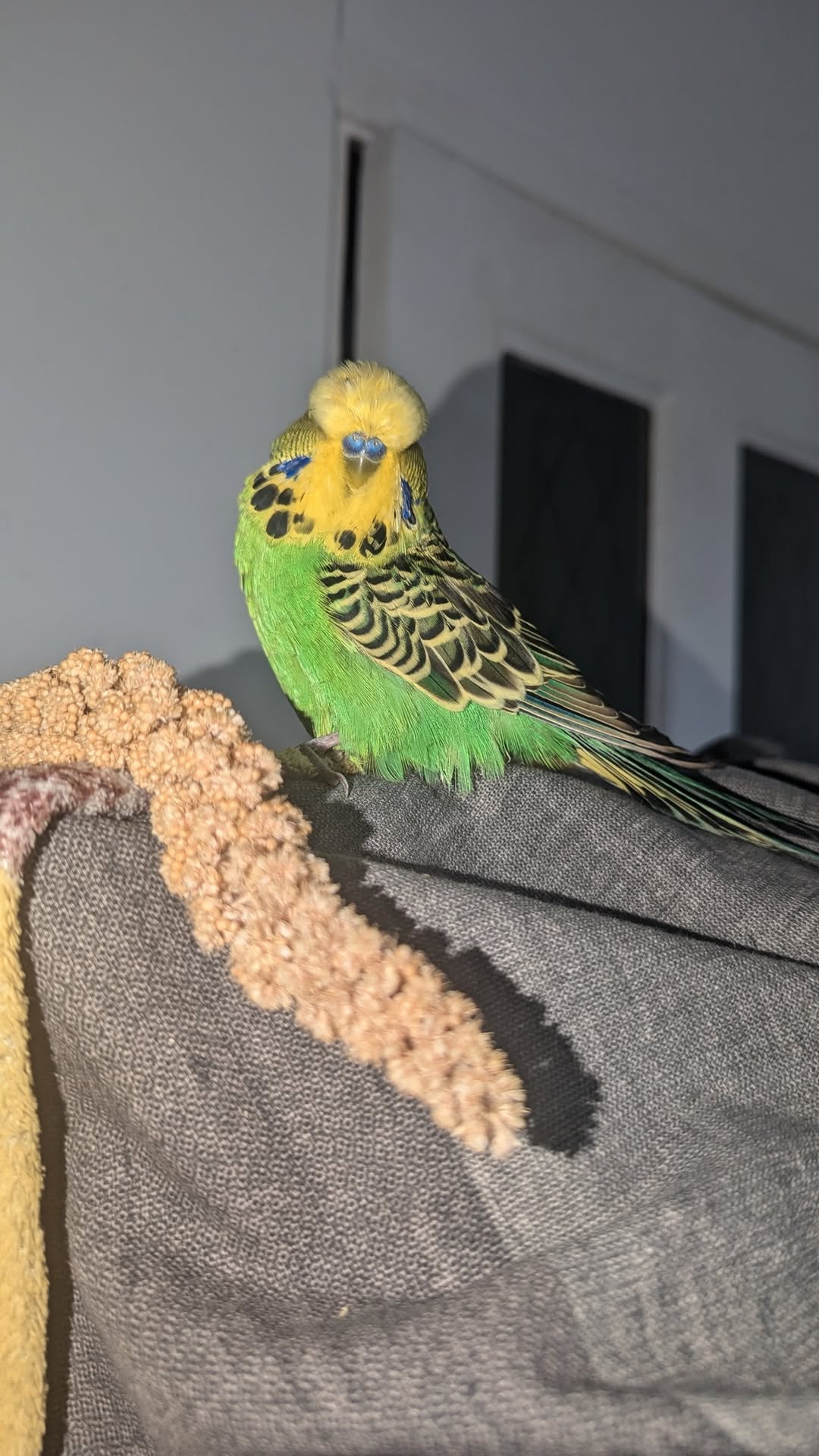 budgie owner daily observation baseline UK