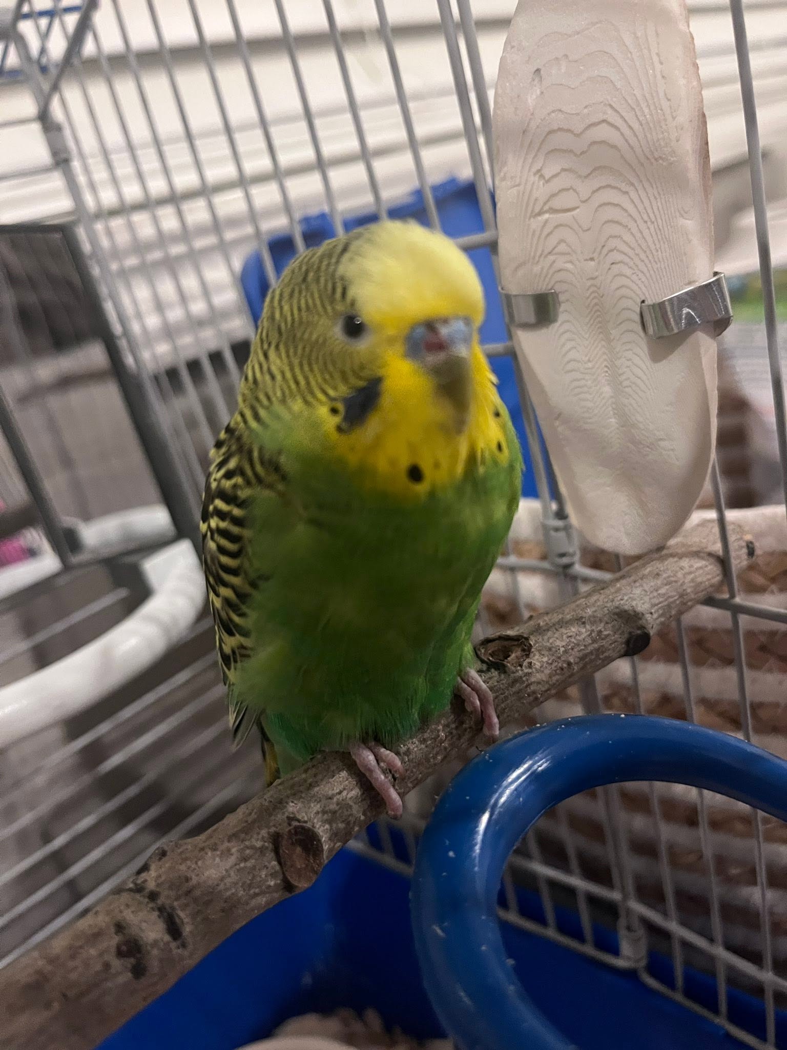 budgie seed hopper hull holiday UK mistake