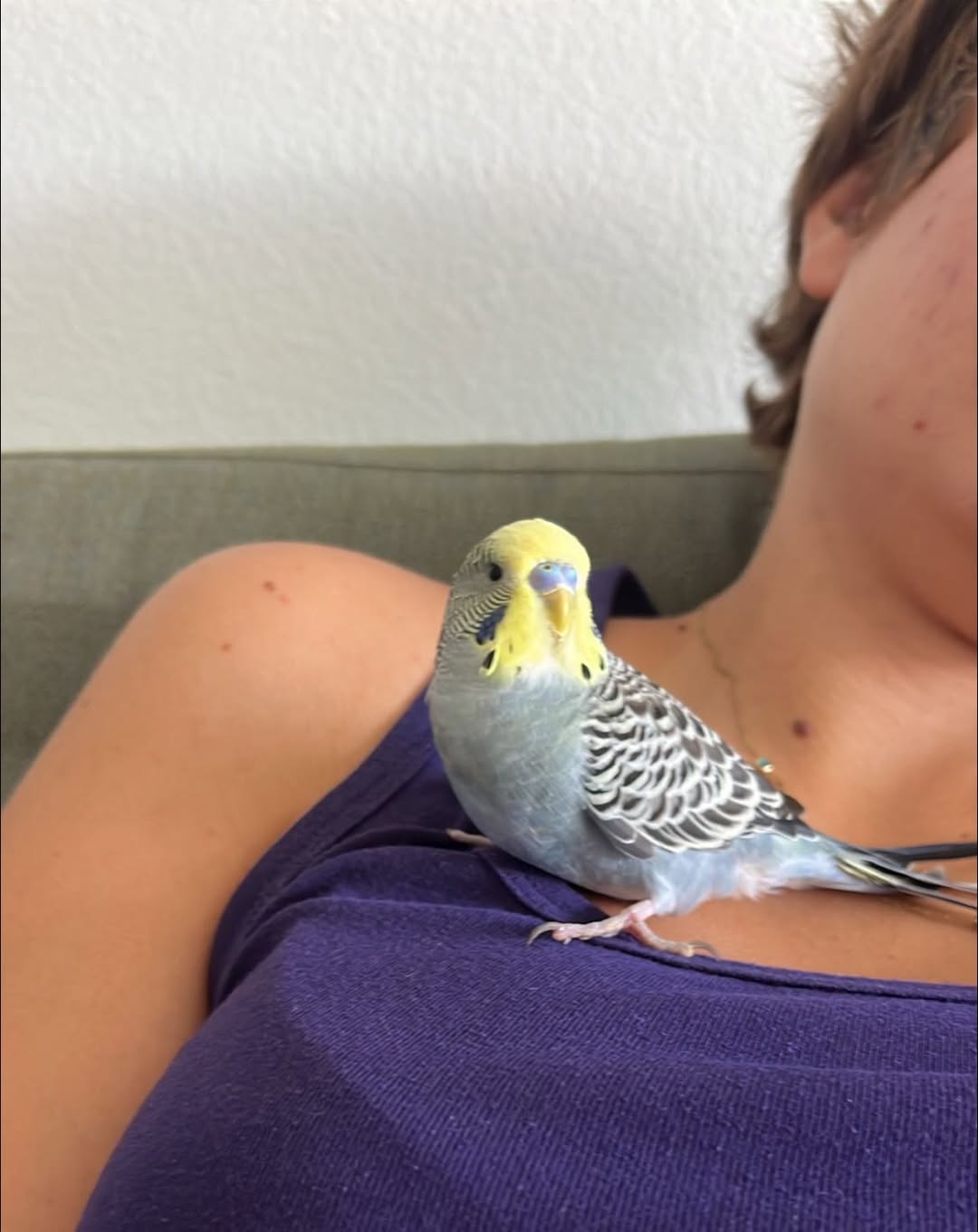 budgie single bird welfare UK social isolation