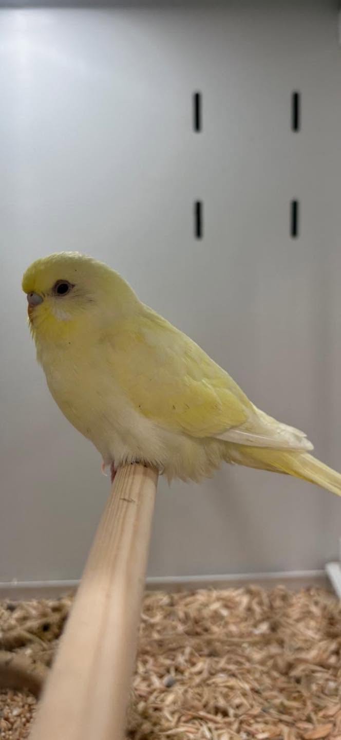 budgie social connection flock UK paradise pets swindon