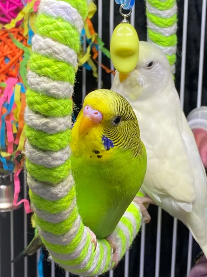 budgie surviving not thriving assumption inadequate cage UK