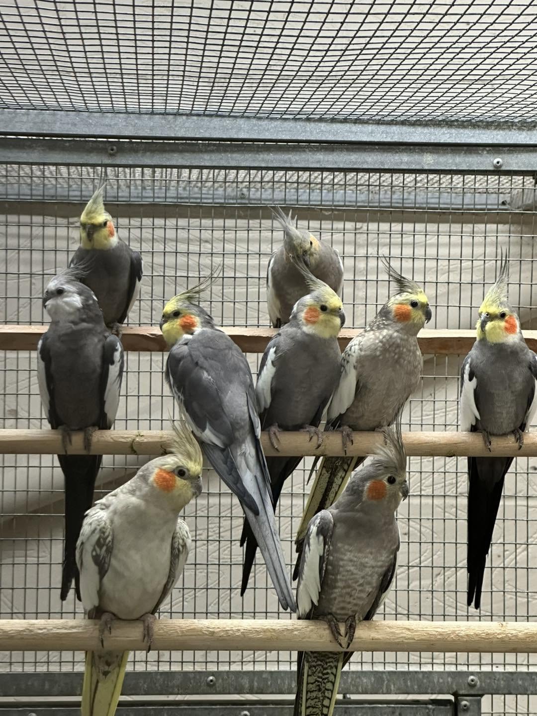 budgie thriving enriched spacious cage UK paradise pets swindon