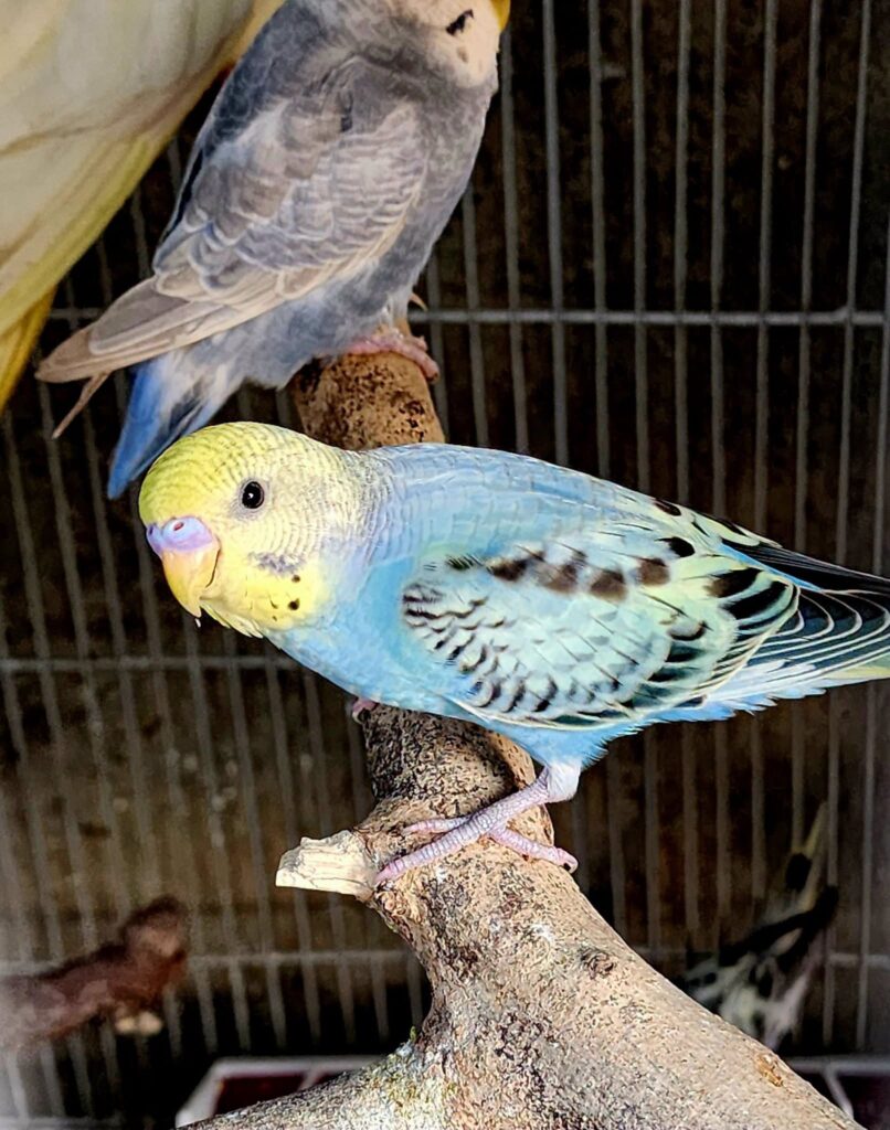 budgie veterinary care cage and food