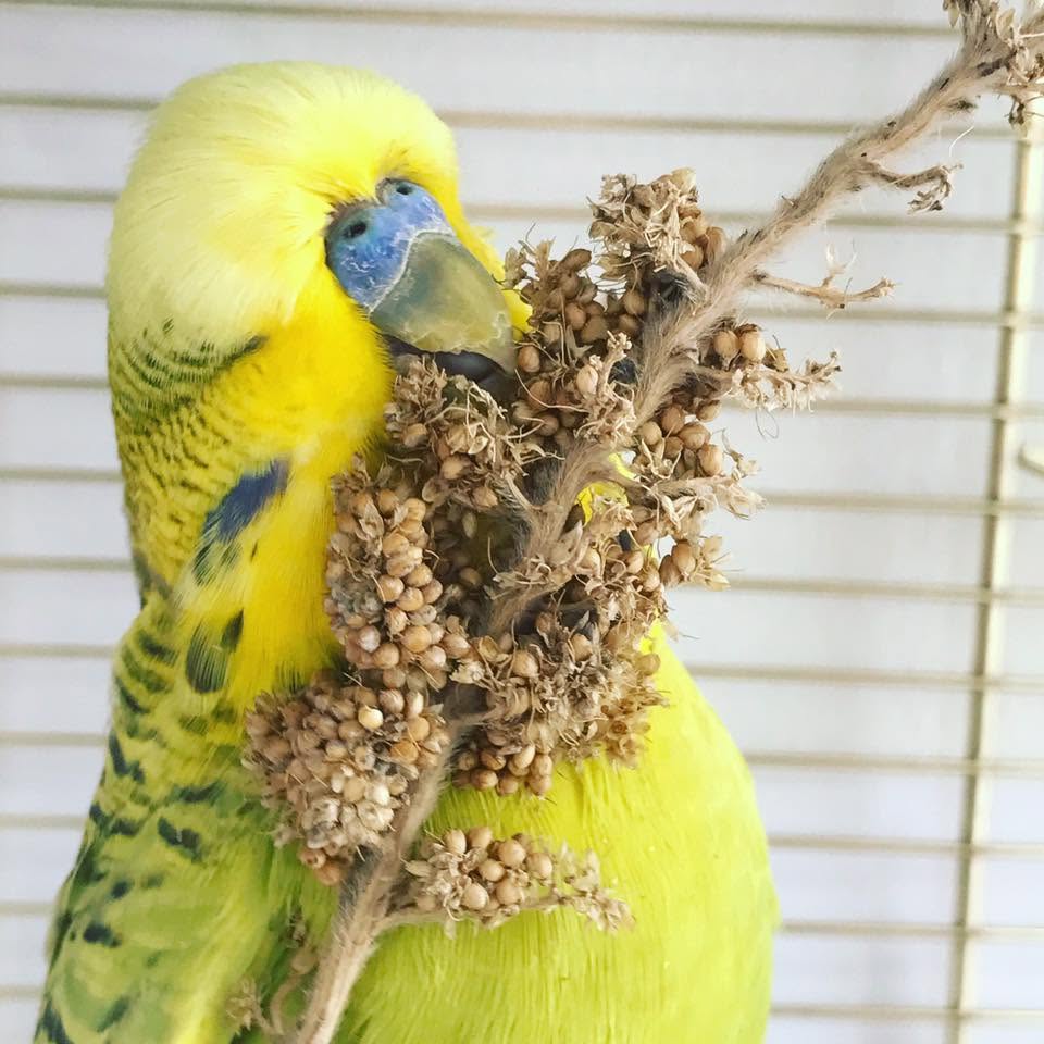 budgie vs cockatiel family pet bird UK comparison