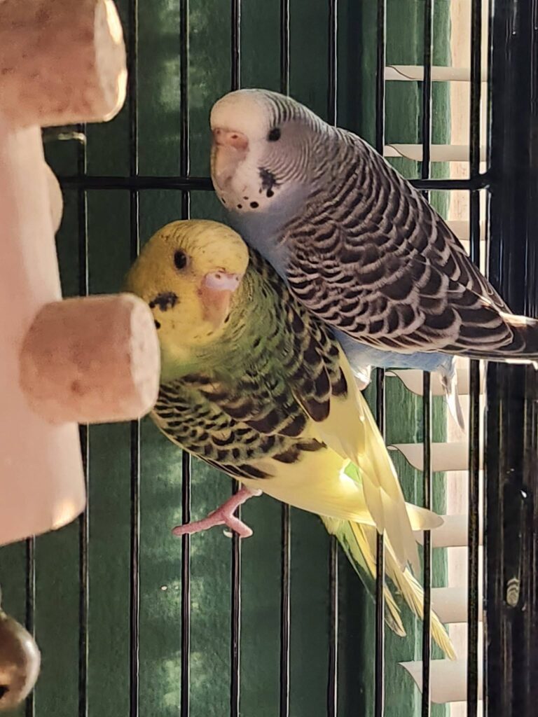 budgies, cockatiels, canaries