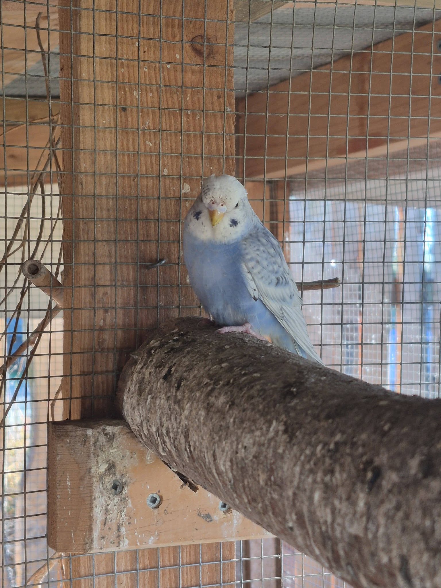 bulk budgie seed buying UK quality specialist supplier
