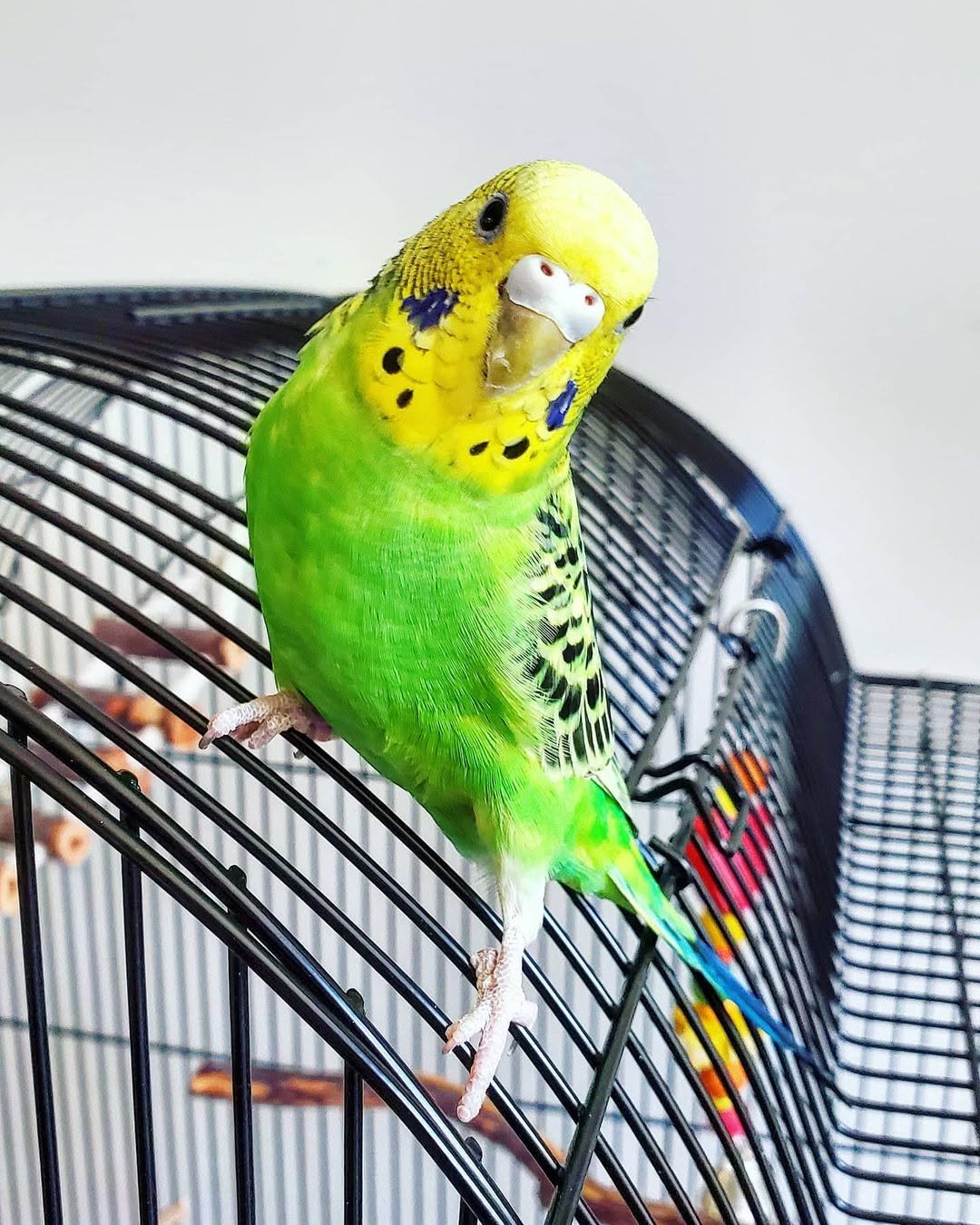 buying pet bird in person reputable shop UK
