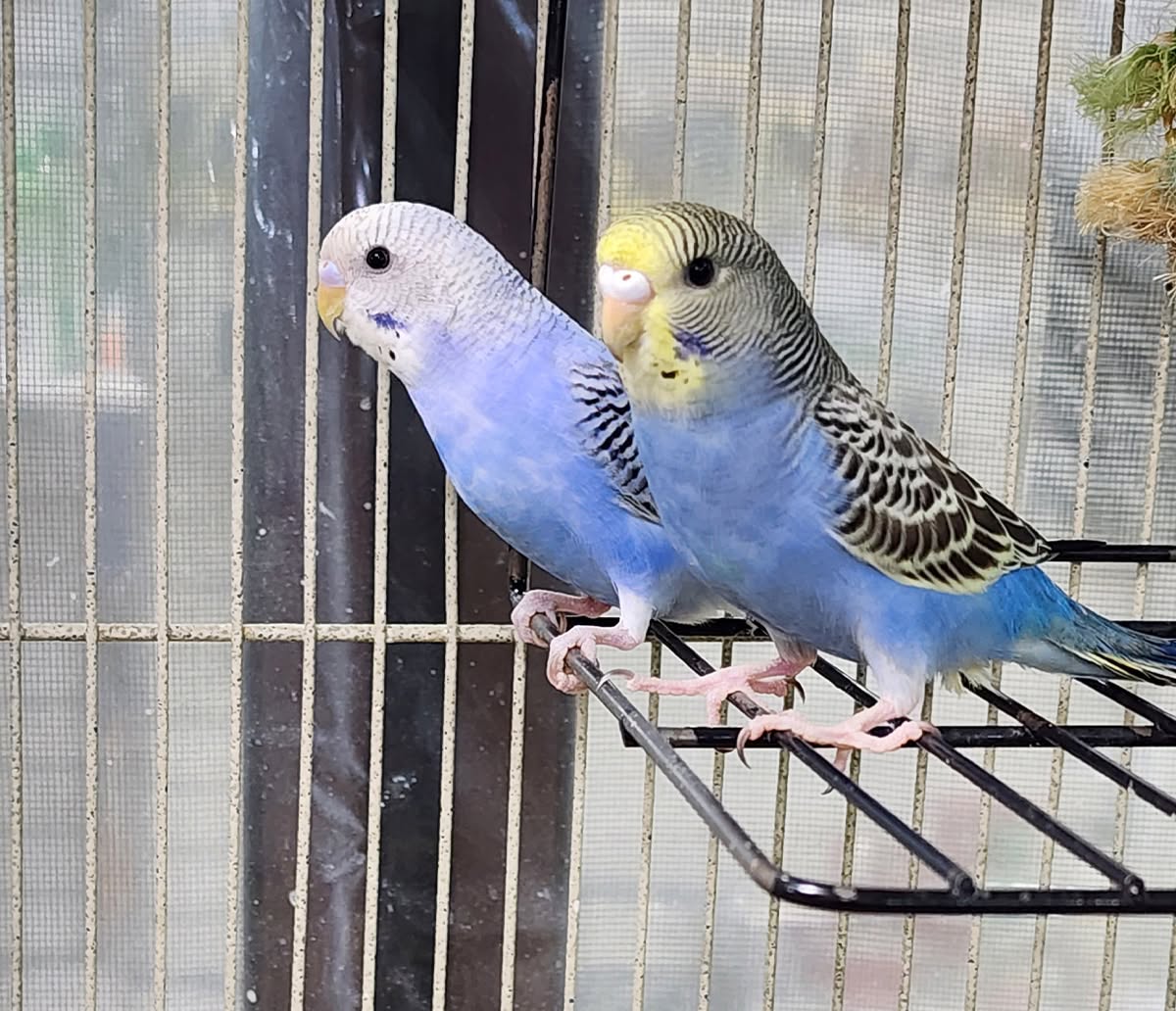 cage bird budgie not directly affected climate report UK 