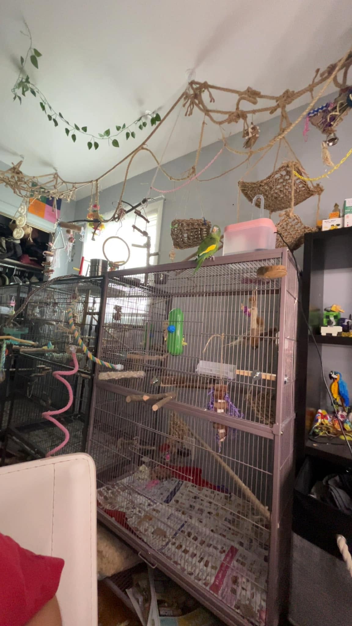 cage bird established routine place attachment UK