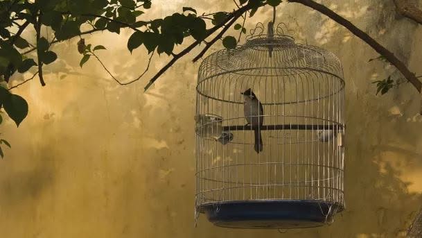 cage bird routine uncovering daily schedule welfare UK