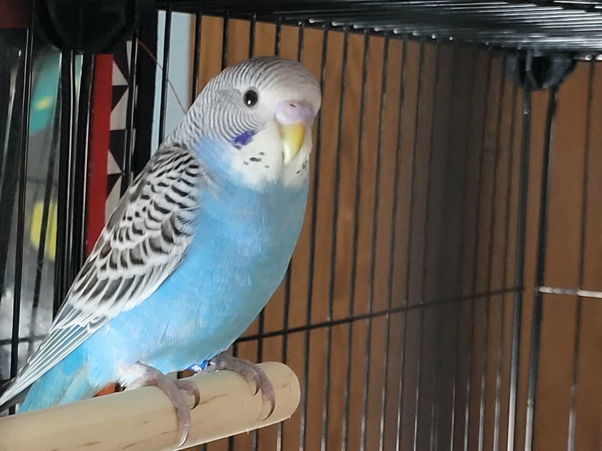 canary budgie cockatiel lovebird alternative Uk
