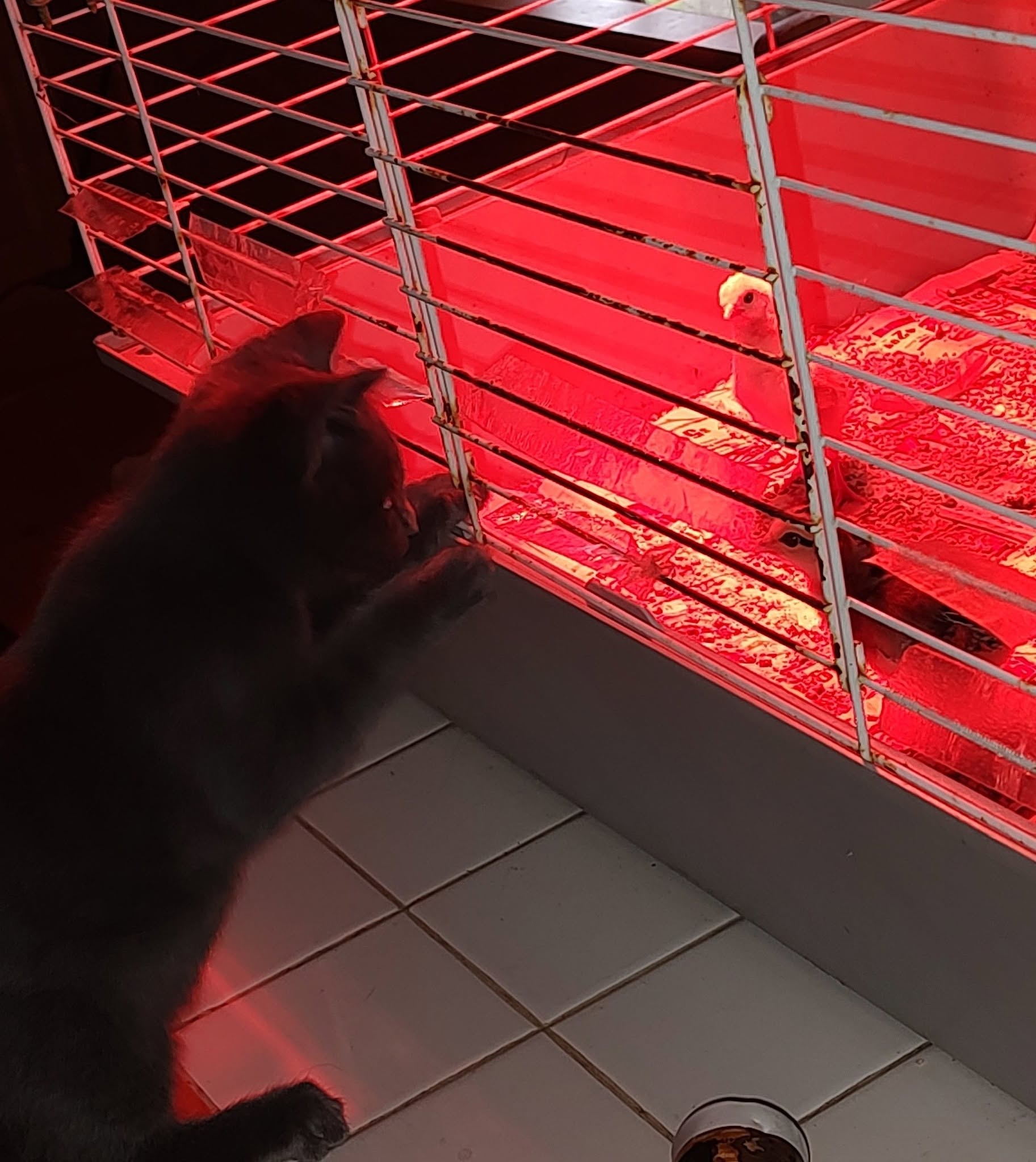cat watching budgie cage predator stress UK