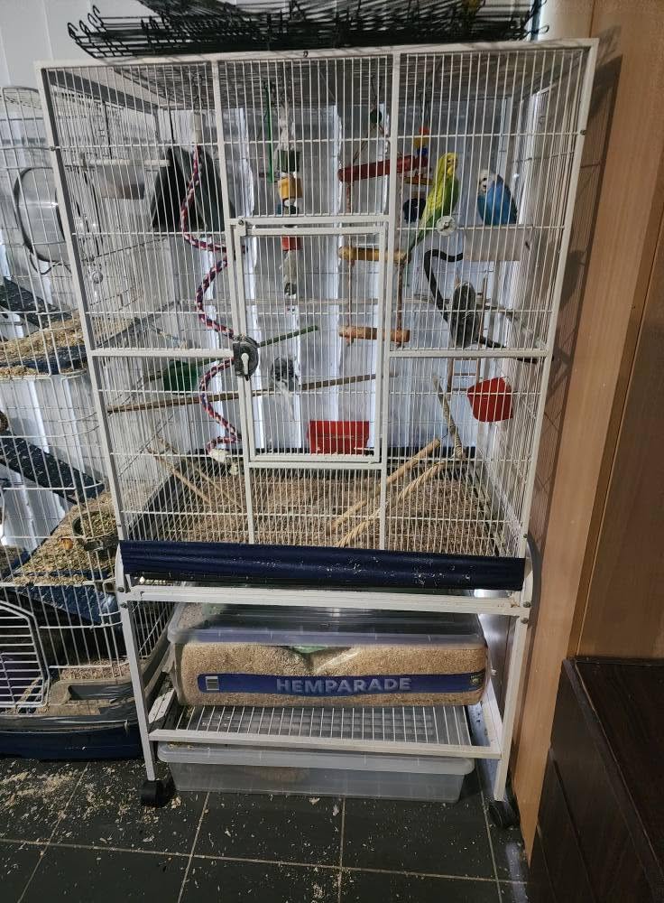 checking bird cage setup before rehoming UK visit