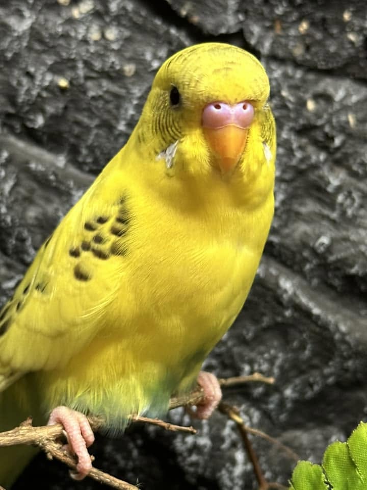 checking pet bird health morning after heatwave UK
