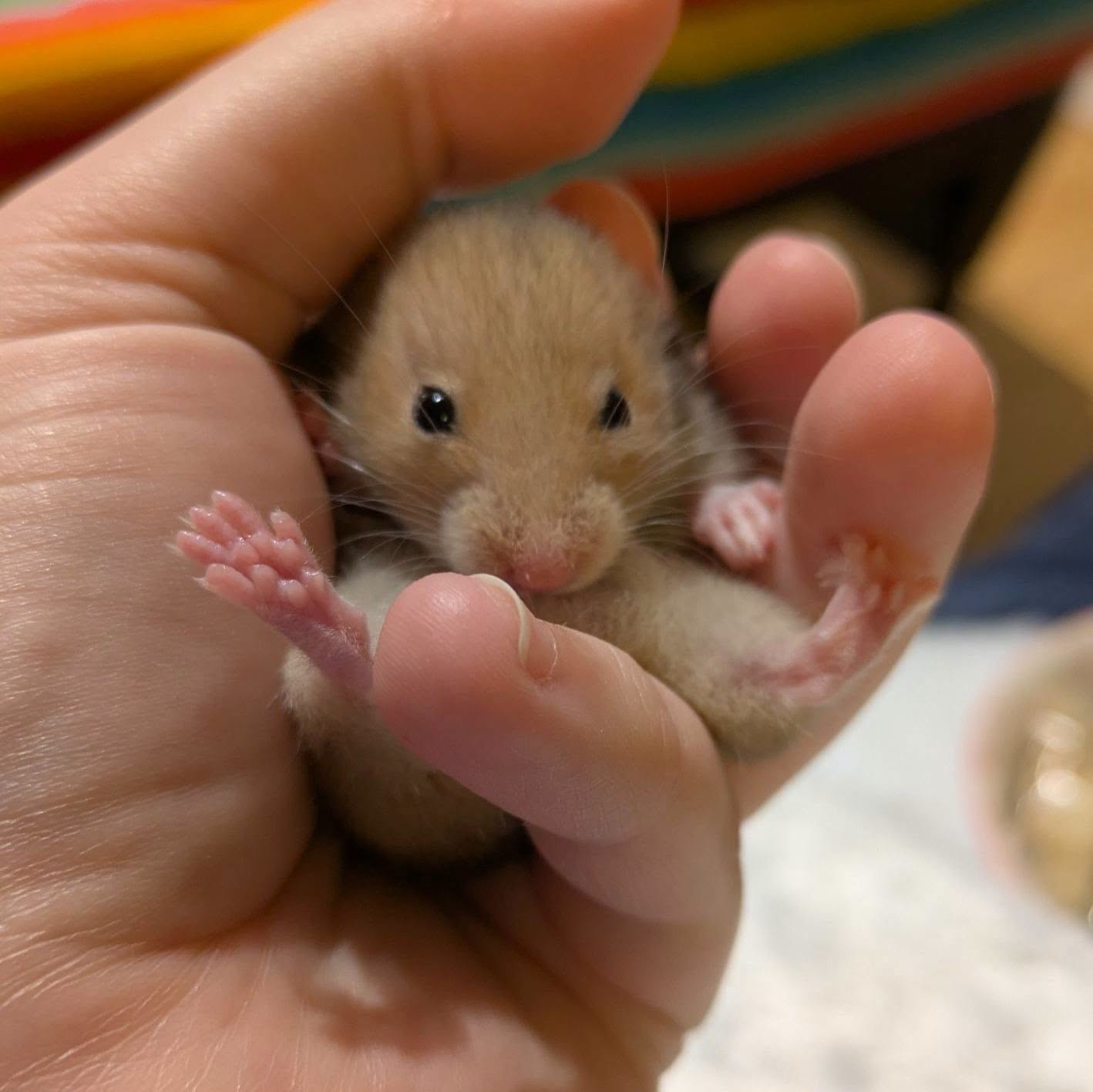 child handling hamster incorrectly UK new hamster mistake