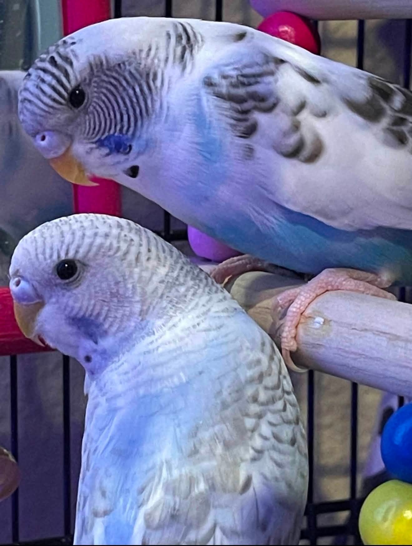 child summer holiday pet bird routine UK
