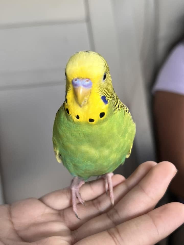 child with tame budgie on finger UK family pet bird