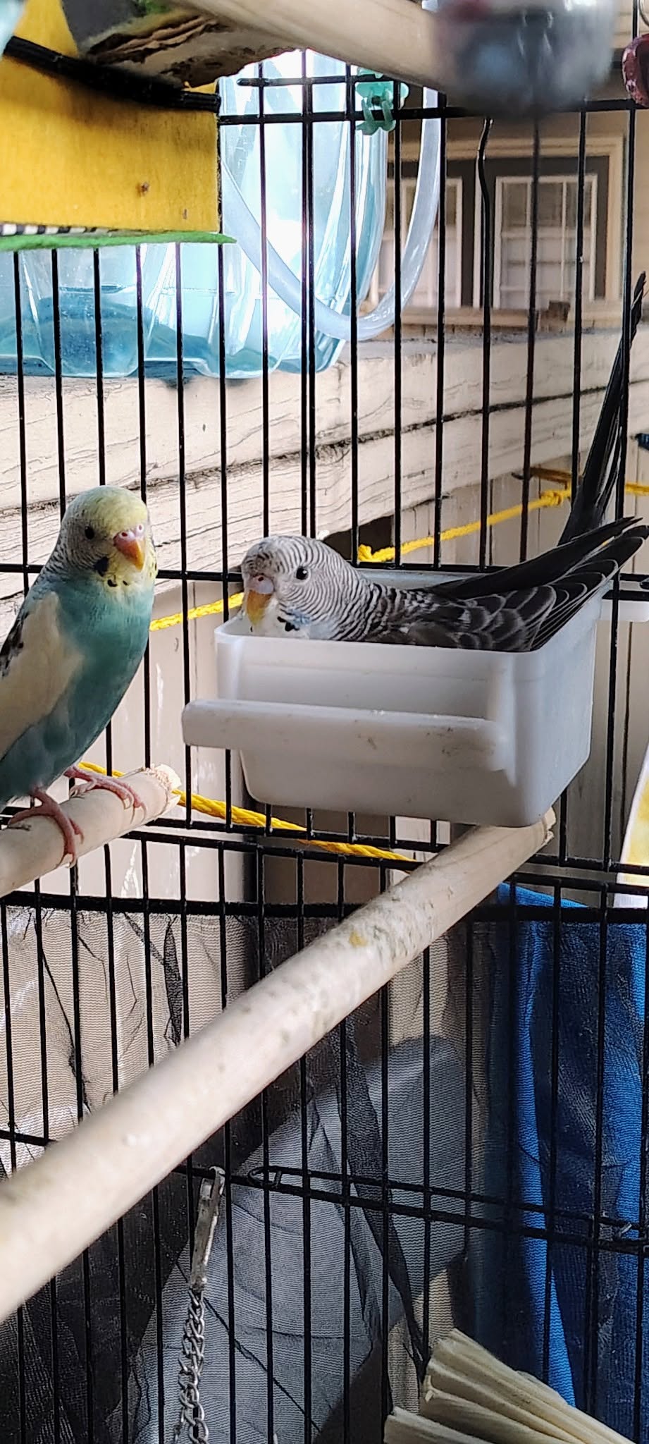 cleaning budgie cage food water dish properly UK