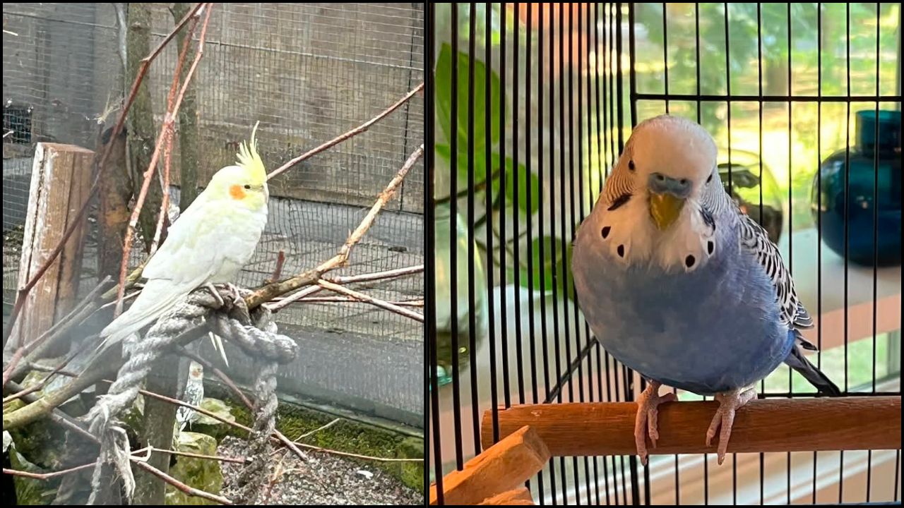 climate change UK birds budgie cockatiel summer heat 2026