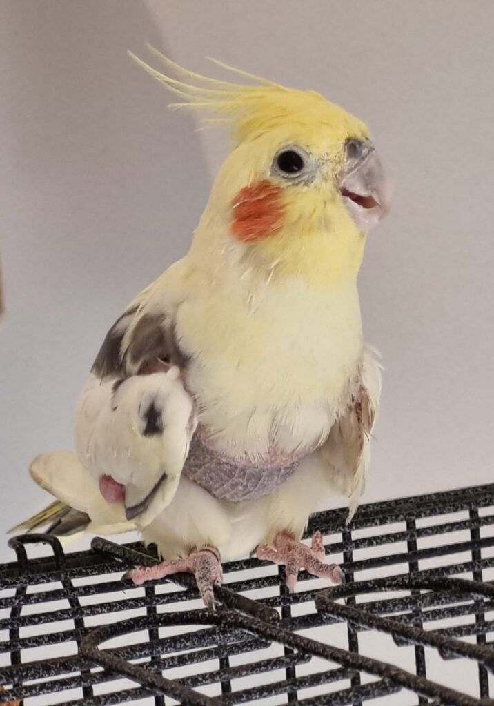 cockatiel