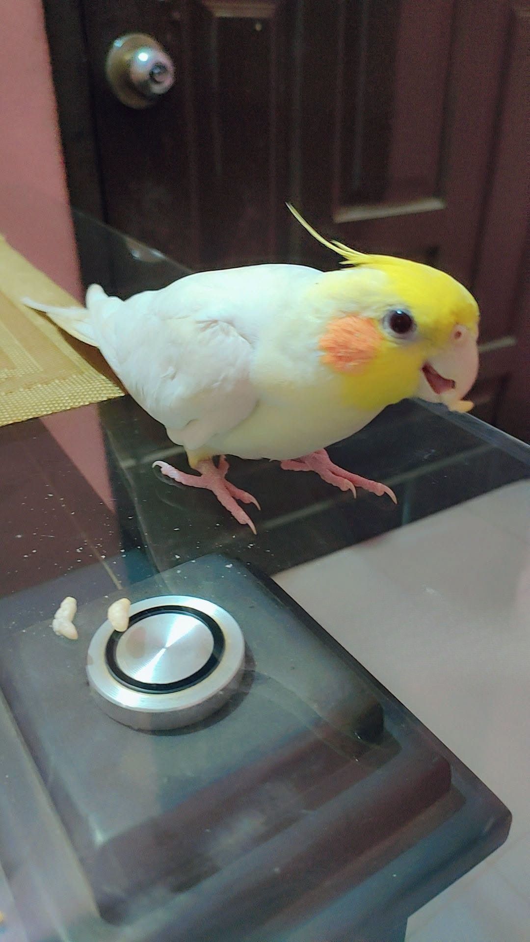 cockatiel daily balanced diet UK food variety