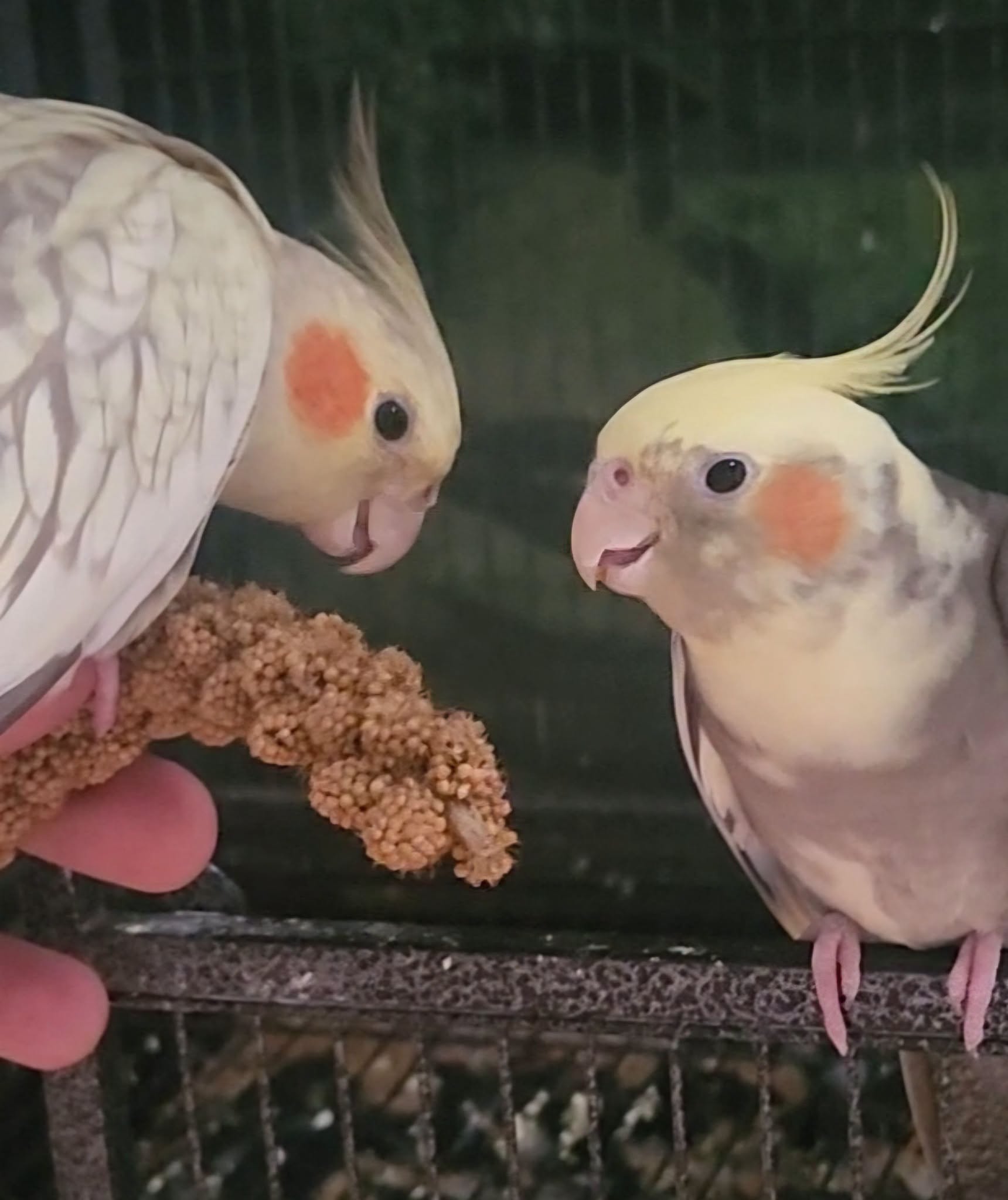cockatiel eating pellets UK diet base