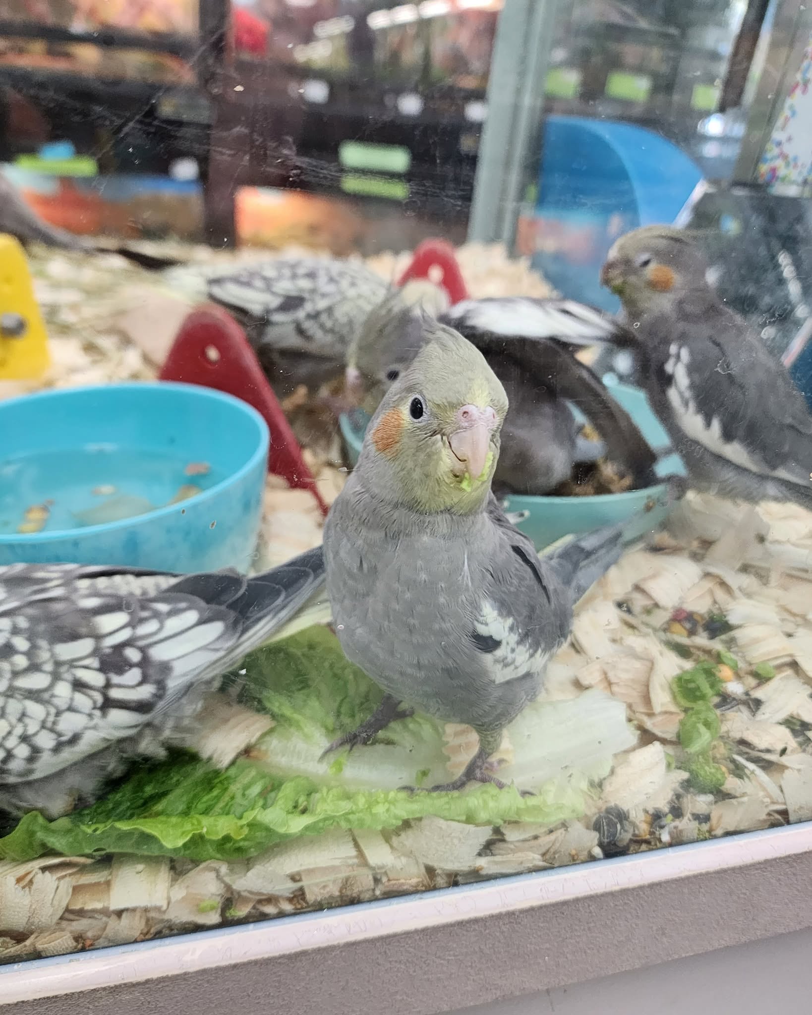 cockatiel fresh vegetables diet UK kale pepper