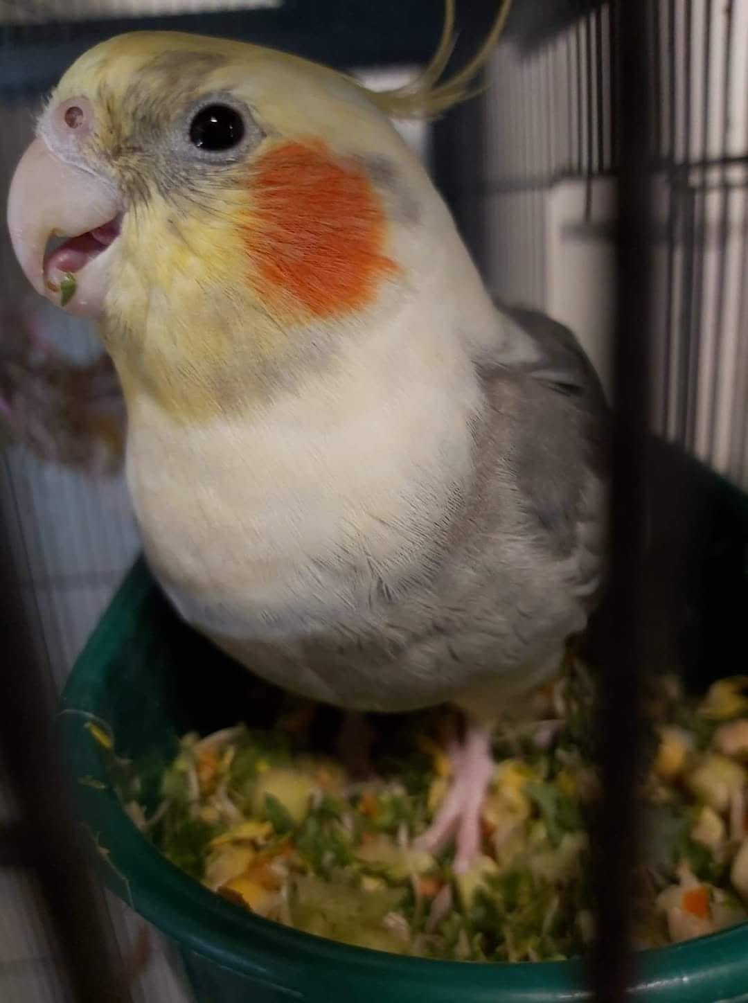 cockatiel seed small portion diet UK proportion