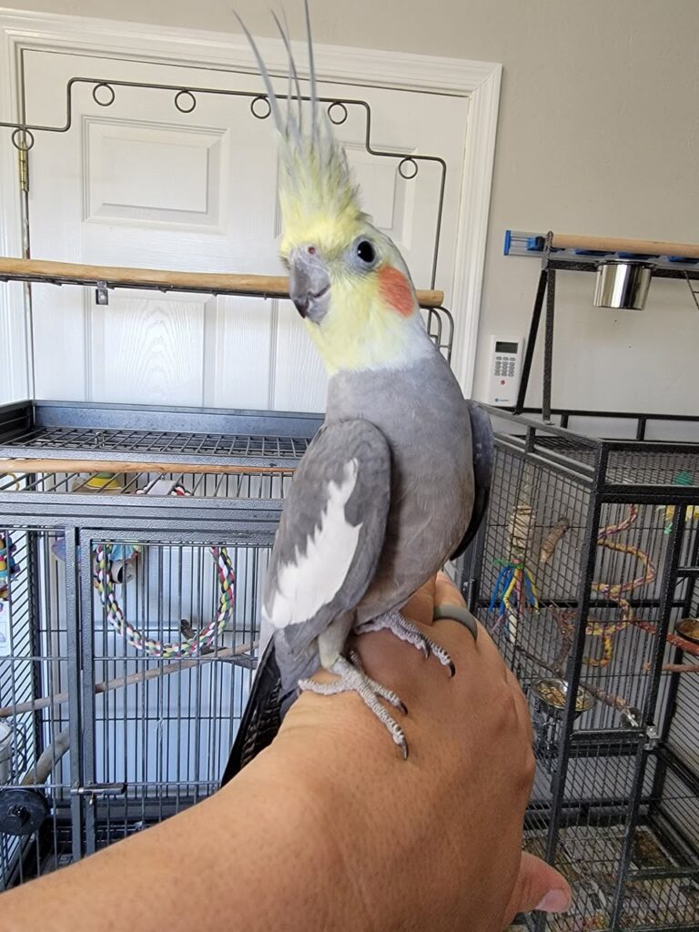Paradise Pets budget advice cockatiels