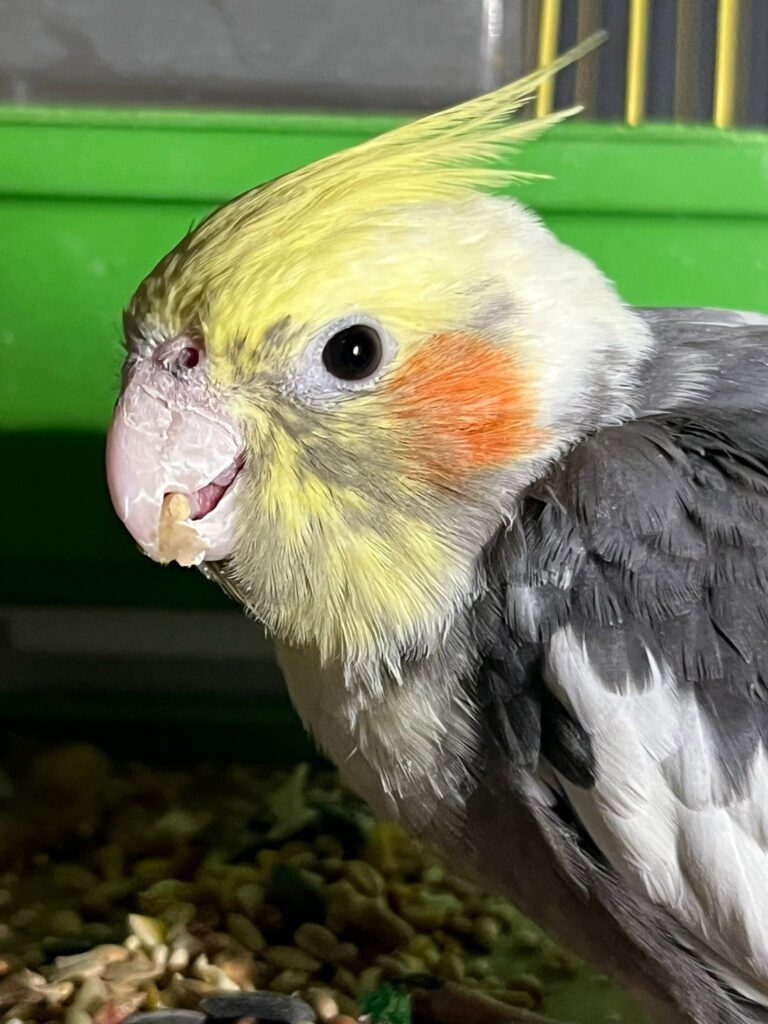 cockatiels eat spinach