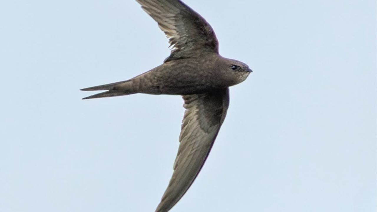 common swift returning nest site fidelity UK loyalty