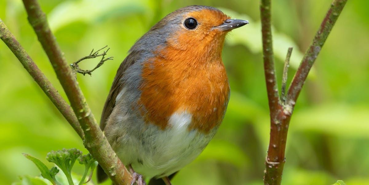 conservatory summer heat danger pet bird UK