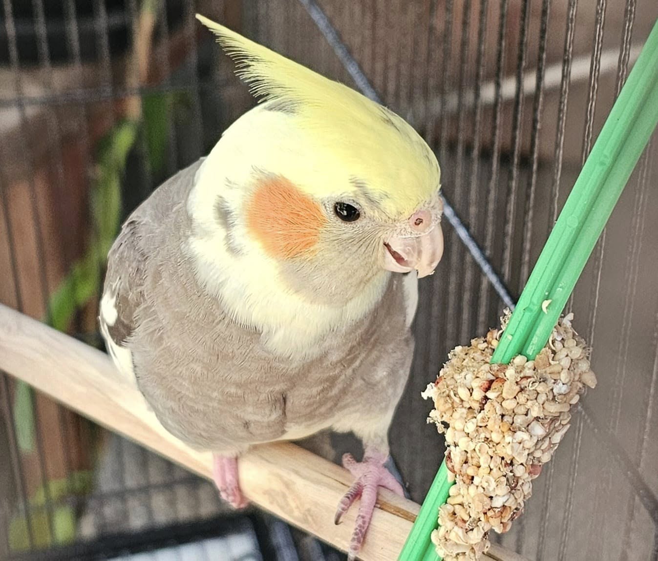 converting cockatiel seed to pellets UK patient