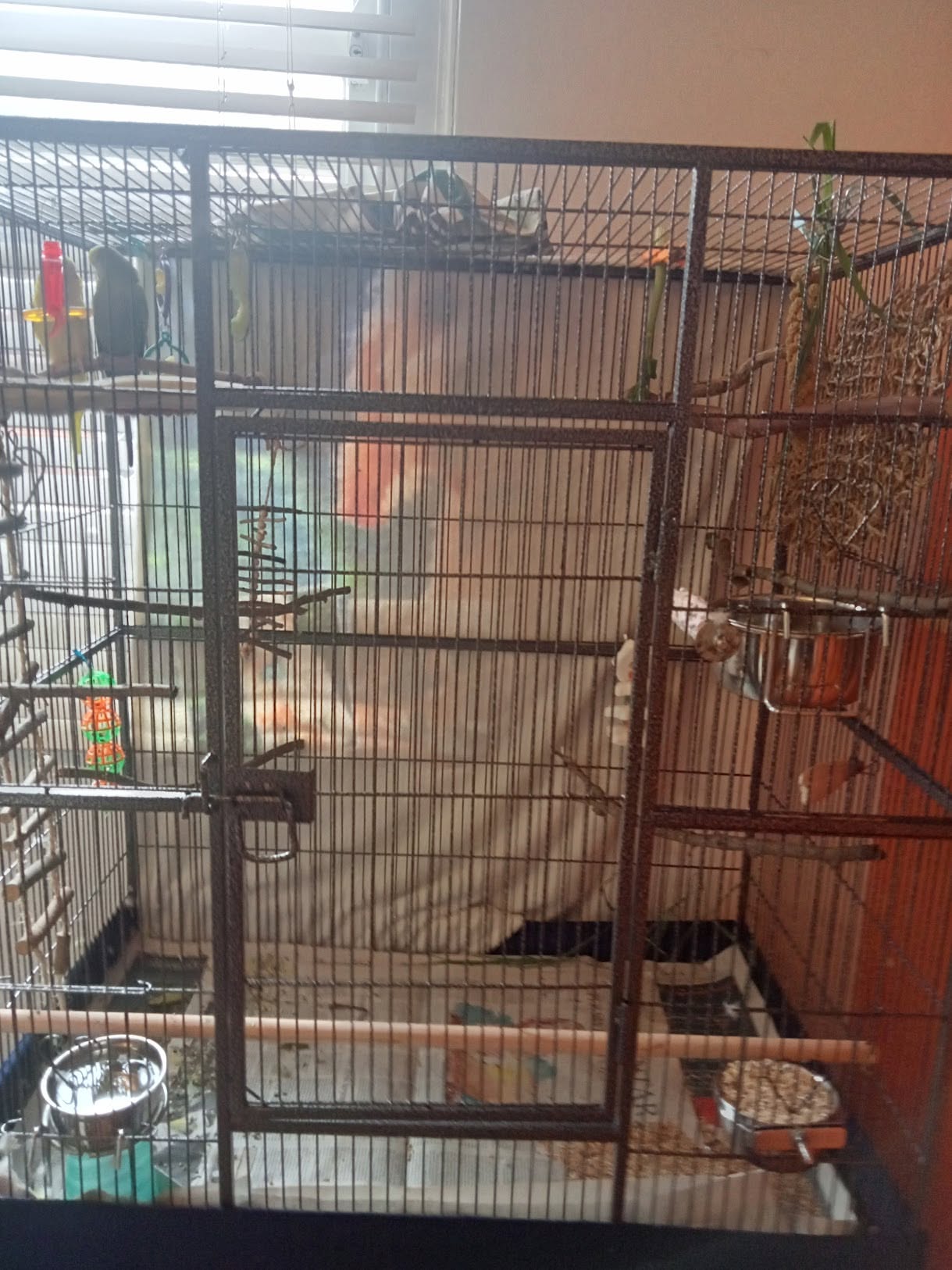 correct budgie cage position UK internal wall