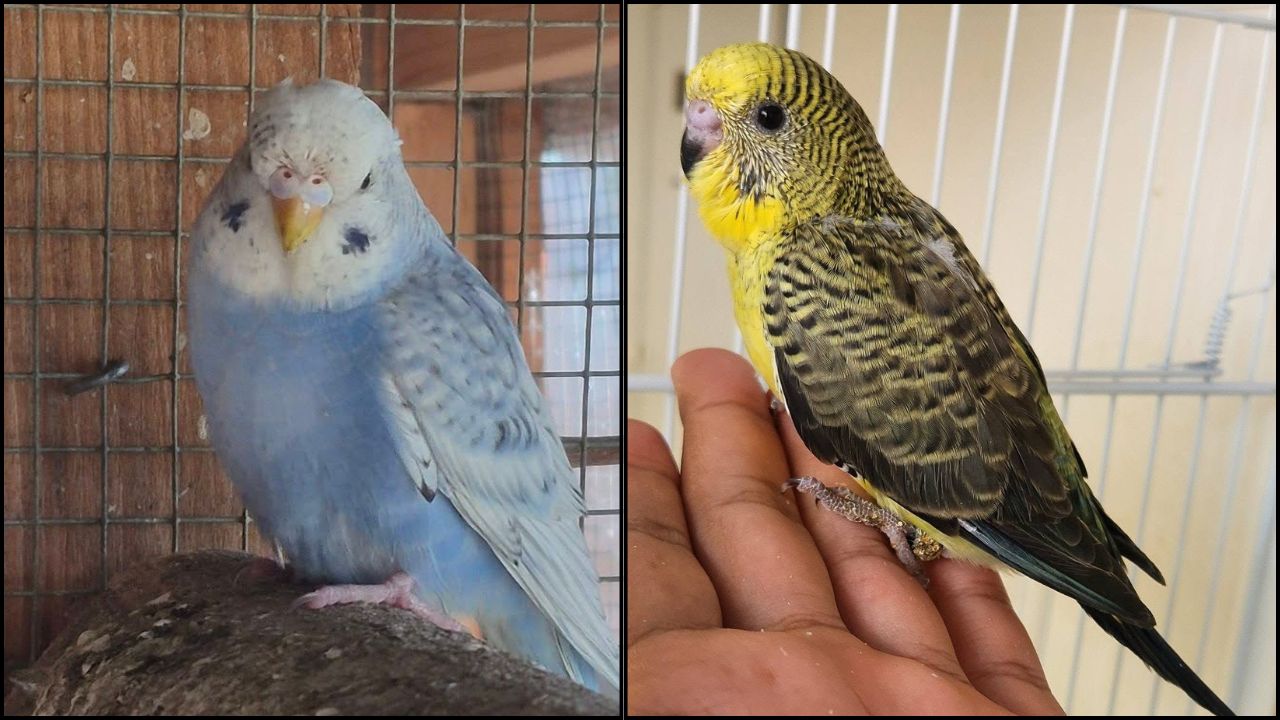 cost of keeping a budgie UK 2026