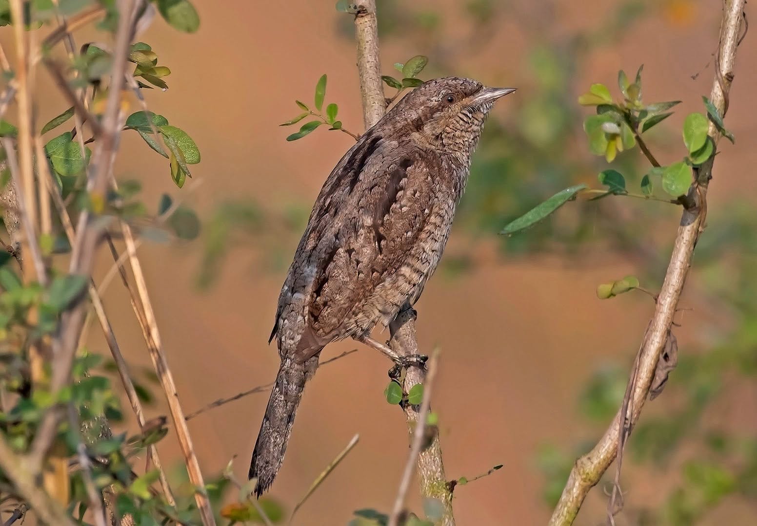 endangered birds world 2026 IUCN decline