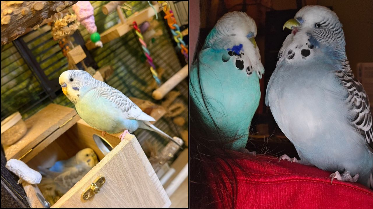 family buying pet bird school holidays UK summer 2026