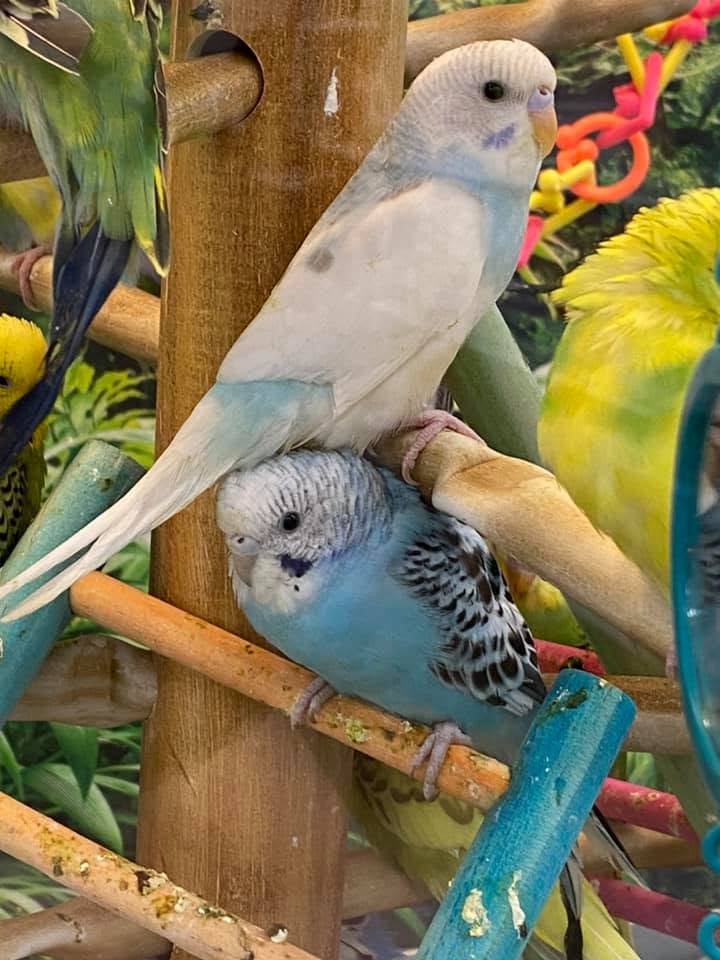 family looking at pet birds in pet shop UK school holidays