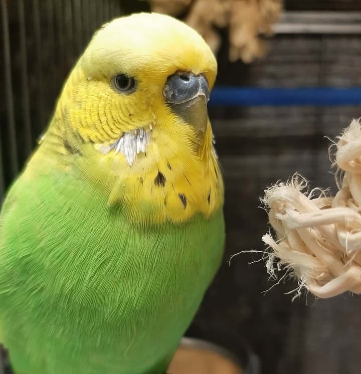 five welfare needs pet bird UK PDSA legal standard 