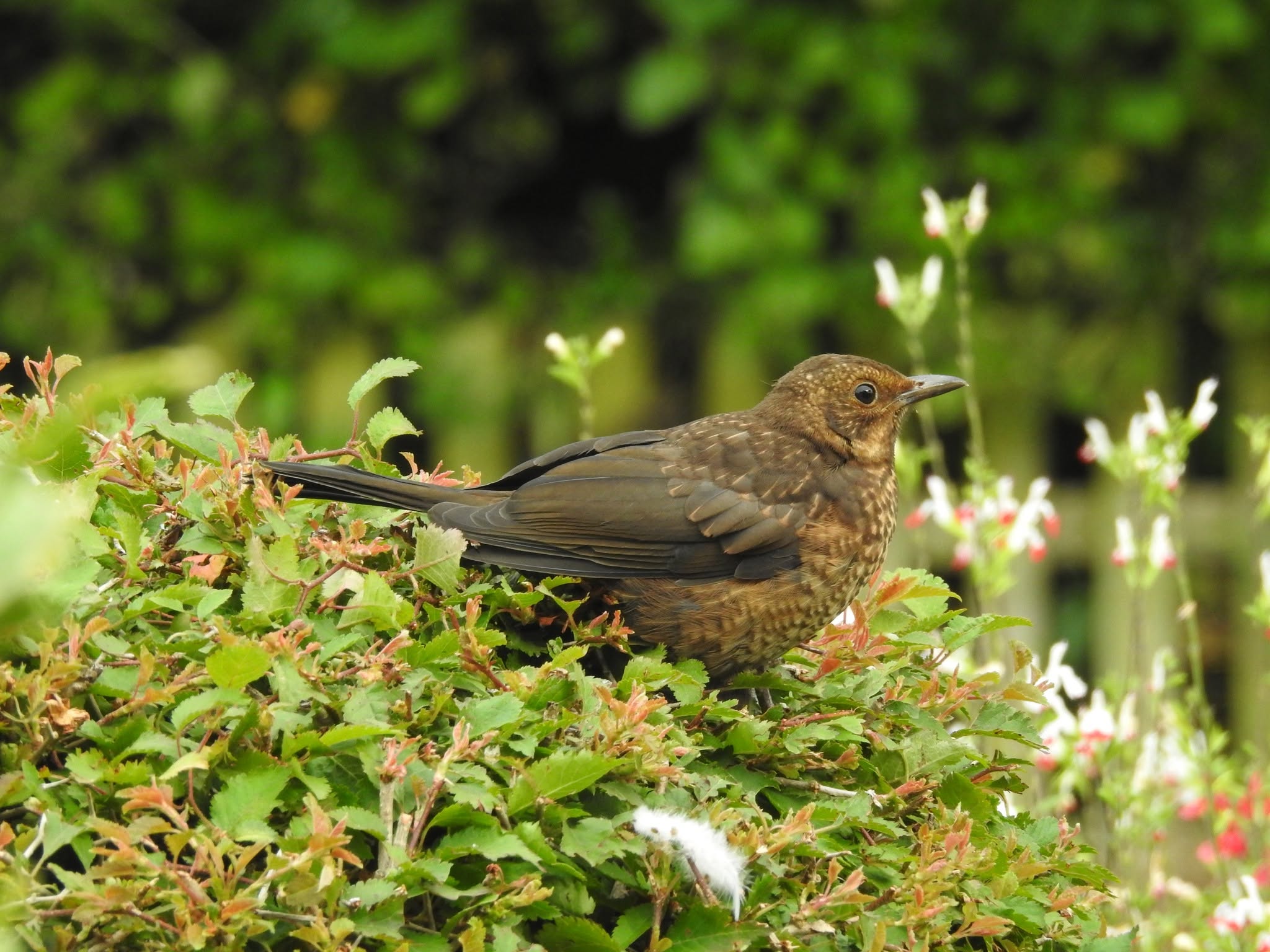 flat bird table retired tube feeder RSPB 2026
