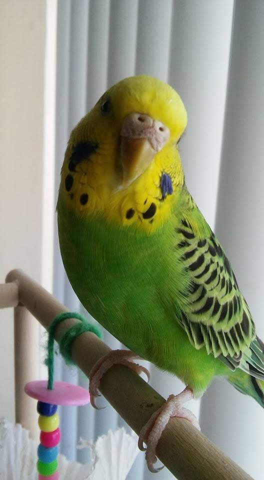fraudulent pet bird online listing warning signs UK 