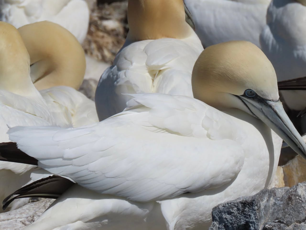 gannet bird flu 2041 recovery UK Bass Rock Grassholm