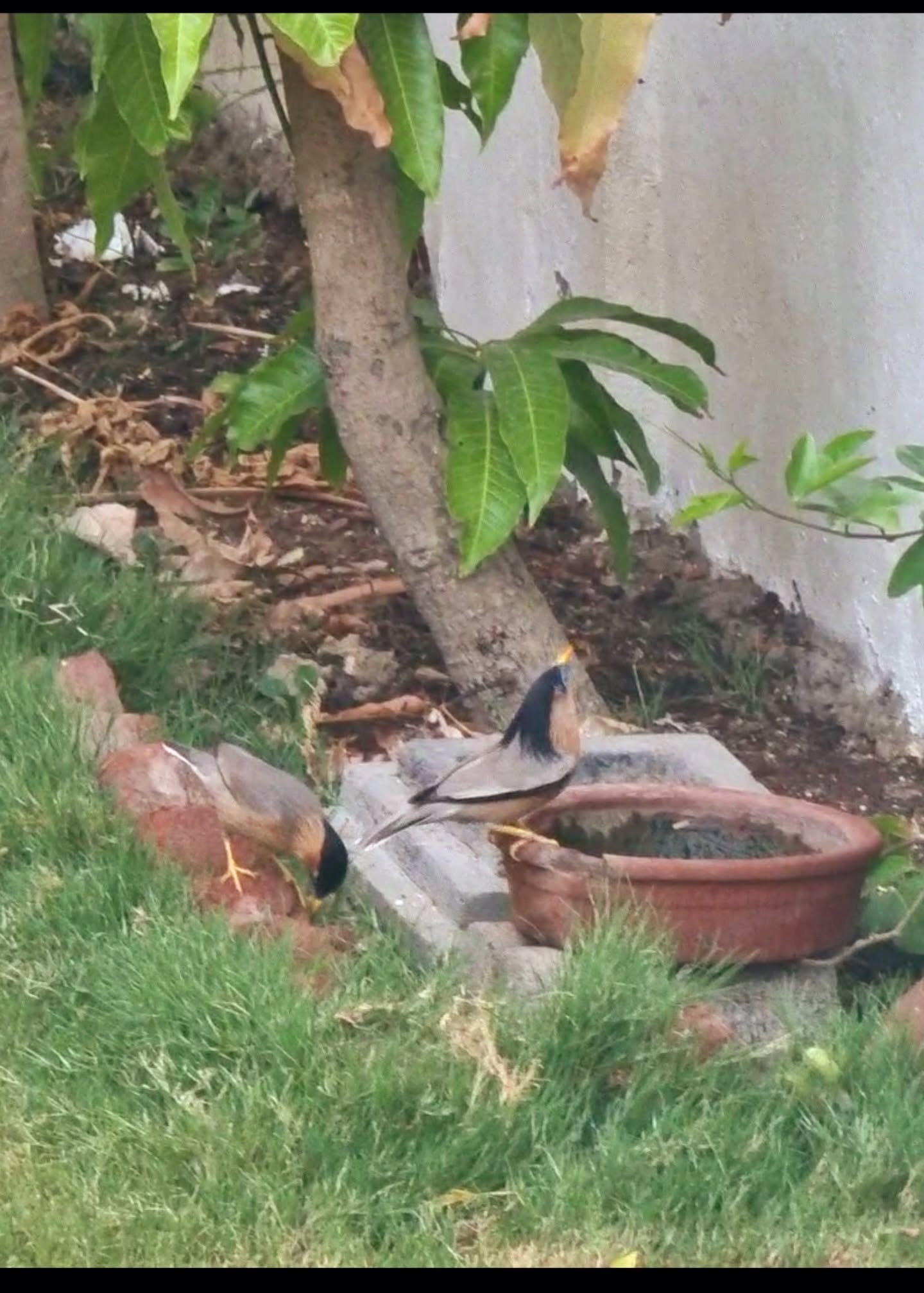 garden bird feeding climate change UK importance 2026