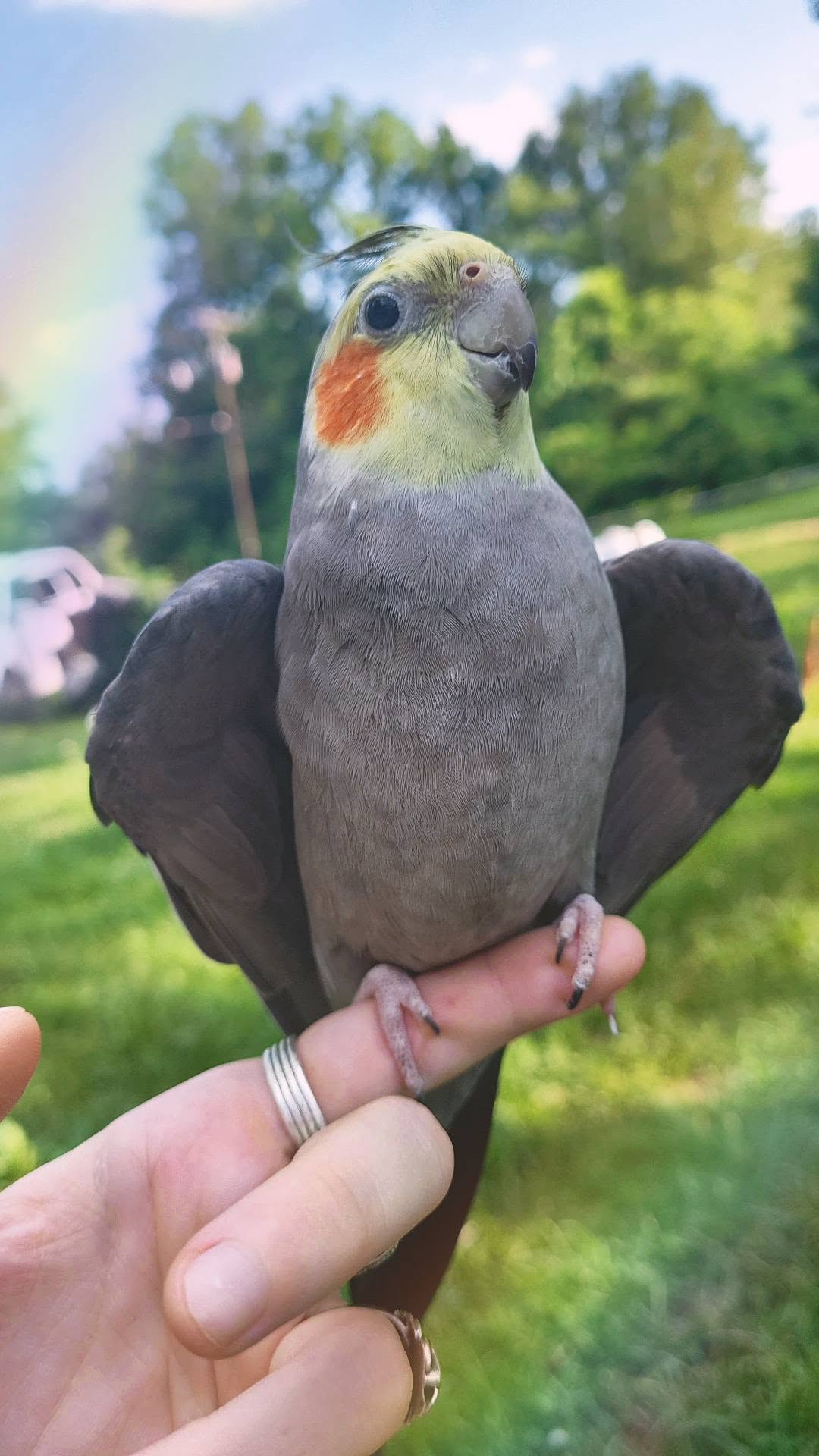 genuine hand taming cockatiel process UK breeder