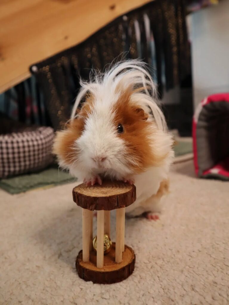 guinea pigs
