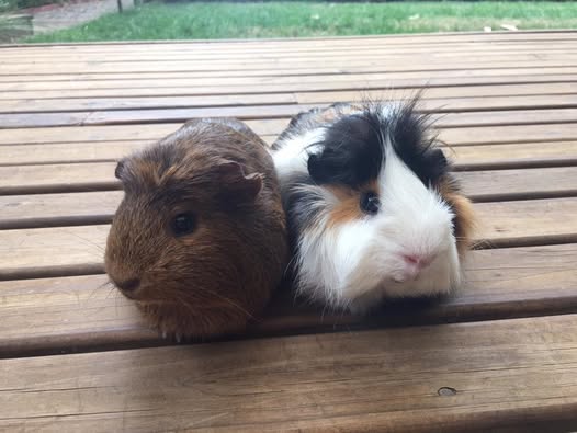 guinea pigs