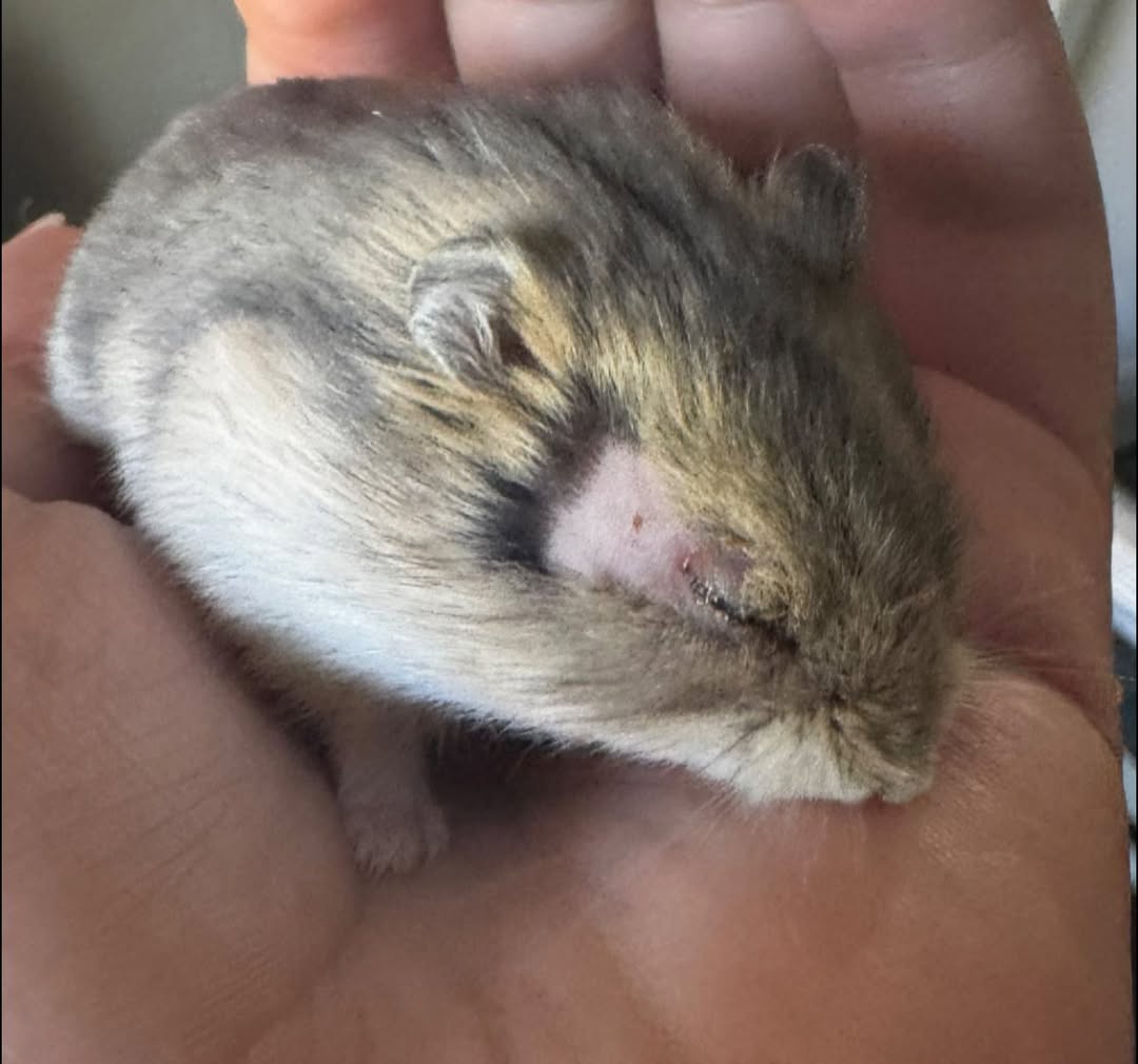 hamster bald spot assessment examination UK