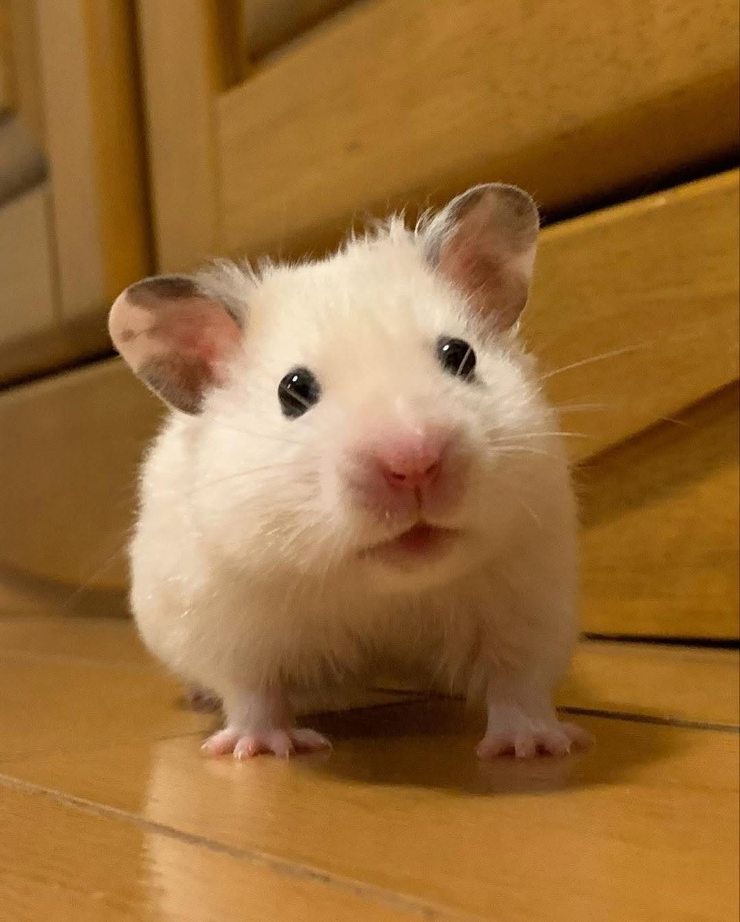hamster barbering companion cage fur loss UK